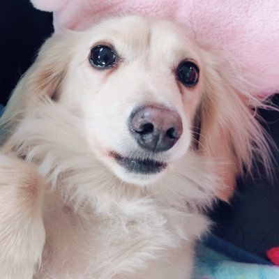 わんこのレオ W ベロでてる 愛犬 犬好きさんと繋がりたい ダックスフンド 犬 ワンコ ベロでてる