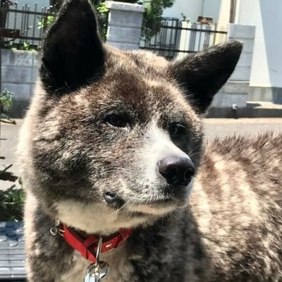 大分県秋田犬はるでーす 昨日のドックカフェワンワンの私春でーす シラスとコテツと久しぶりに逢って少し興奮気味の春で す