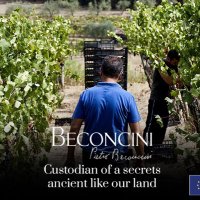 BECONCINI wines(@pietrobeconcini) 's Twitter Profile Photo