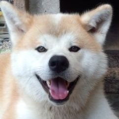 Lx1YvMQghfD0eNR's profile picture. B'zと藤井風とドリカムとちいかわが大好きです❗️イナサラとホルモン最高でした。次はドームツアー行けるといいなぁ～😆