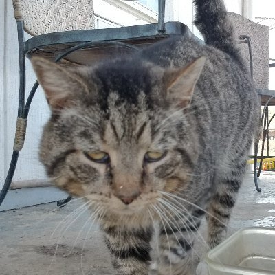 dak_fro's profile picture. A big gamer, a huge wrestling fan, and a great father!