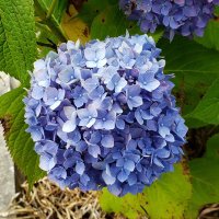 のの (@hydrangea_etr) 's Twitter Profile