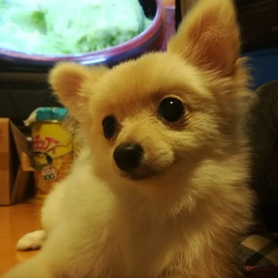 名前:くー
性別:女の子
犬種:ポメラニアン
出身:愛知県
育ち:兵庫県
生まれ:2019年12月1日
家族になった日:2020年5月17日
TikTok→https://t.co/dSQVmngcVe

#ポメラニアン #犬 #イーヌ #犬のいる生活 #ペット #ワンコ #dog #dogs