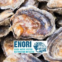 EssexNativeOyster (@essexoyster) 's Twitter Profile Photo EssexNativeOyster (@essexoyster) 's Twitter Profile Photo