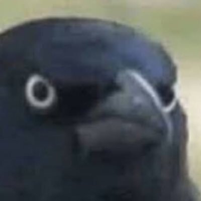 JustThisRando's profile picture. oh no...