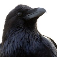 Kathy R (@kathyraven85) 's Twitter Profile