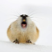 Not your lemming (@notyourlemming) 's Twitter Profile