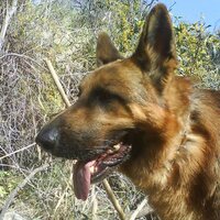 Gurcem Semercioglu (@gurcems) 's Twitter Profile