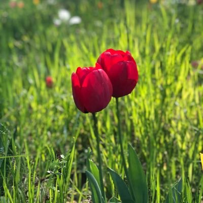 埼玉県飯能市のデイサービスセンター山手なの花館です。個別機能訓練、畑作業、釣りなどなど活気のあるデイサービスとして日々頑張っております！🐟🐟🐟無言フォロー失礼致します。ツイートをご覧になって下さる皆様、フォロワー様お付き合いいただきありがとうございます😊