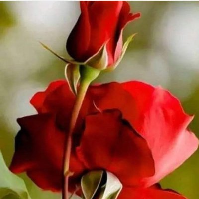 Shirley37904436's profile picture. Yoo