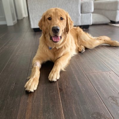 GBGRR is a non-profit organization devoted to rescuing Golden Retrievers in the Houston area. Donate@ https://t.co/rqt1aCQ5GW