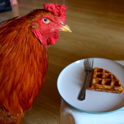 josephconnelly's profile picture. ✎ Writer  💭 Thinker  😼 Social Commentator
👅 Humorist  🍎 Vegan. All rolled into one.