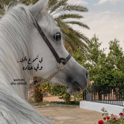 لي شموخ الخيل ، ولي عناده 🐎 بدعوات أمي أنجو من عثرات الحَياة ❤️ أبنائي نجوم تضيئ سمائي أحفظهم لي يارب💛💙