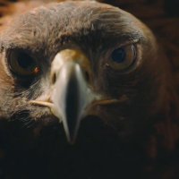 euroamerican (@postmandingo) 's Twitter Profile Photo
