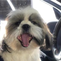 siRHammeR 🇨🇱 (@sirhammer_) 's Twitter Profile