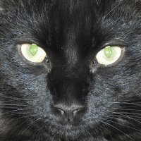 Eric Fauman (he/him) (@eric_fauman) 's Twitter Profile