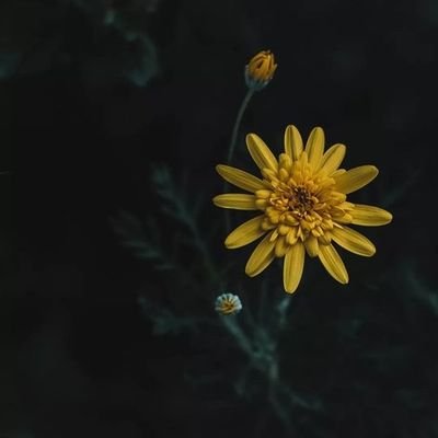 FatimahSadique's profile picture. Sui generis 👣
Mrs.