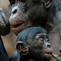 Lackaffe (@lackaffe75) Twitter profile photo