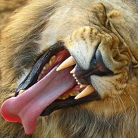 lucasapearl's profile picture. 