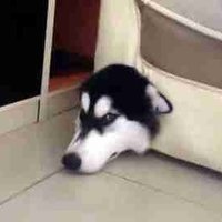 blexi (@blexi13) 's Twitter Profile