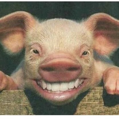 😁😁🔥🐷