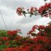 DONA SUSAN DAVID (@dona_susan) Twitter profile photo