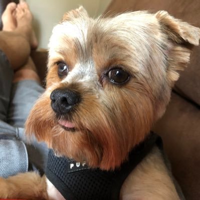 americangolfer5's profile picture. A regular joe not named joe. I like Indycar.