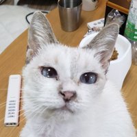 よちむね (@yochimune2008) Twitter profile photo