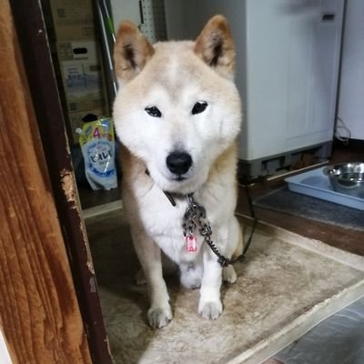 チェーン店で食事したり、お菓子を食べるのが大好きです。
猫も大好きです。