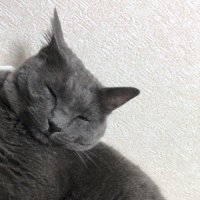 とんこつ (@qofwhgrliurorx8) 's Twitter Profile