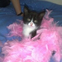 Frankie Neal - @frankie_meows Twitter Profile Photo