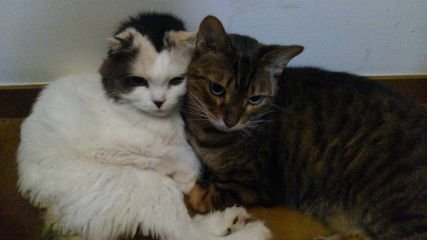 GAA_izumo's profile picture. 元ホシリベ民(-.-)y-~~