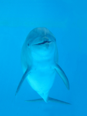 delfinbalance's profile picture.