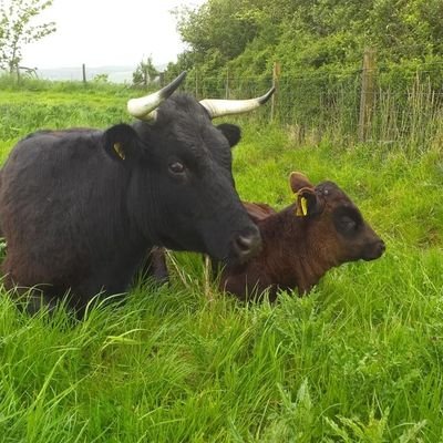 100% Grass Fed Organic Dexter Beef from a small organic farm in beautiful rural Fife, Scotland. Pasture for Life and Soil Association certified.