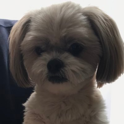 皆様のおかげで、愛犬を保護してくださっている方と連絡がとれました。本当にありがとうございました。