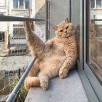 π π π π€ π γ - γ (@welshiew) 's Twitter Profile