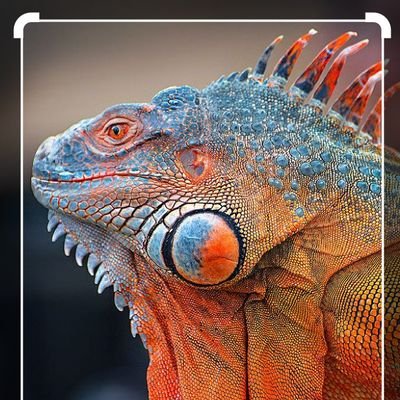 JayHaynes420's profile picture. Reptiles and Organics