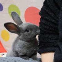 maymay🐰miro (@maymay33191306) 's Twitter Profile