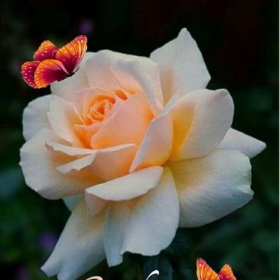 Lokeshkotinagar's profile picture. xyz