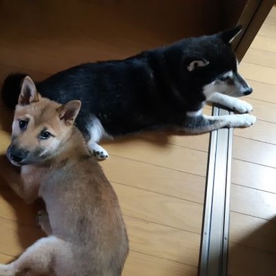黒豆柴リキ 胡麻柴銀 志村どうぶつ園で見ました アヒルと犬が仲良しなんて羨ましいです うちの犬は隙あらば鳥襲うので鳥も飼いたいけど飼えないんですよね 現在同居できてるのは金魚です笑