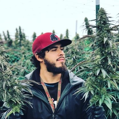 gas💨💨🍁🍁
Snapchat :: weed_plug21
WhatsApp :: +19083168248
IG :: The magic_weed1