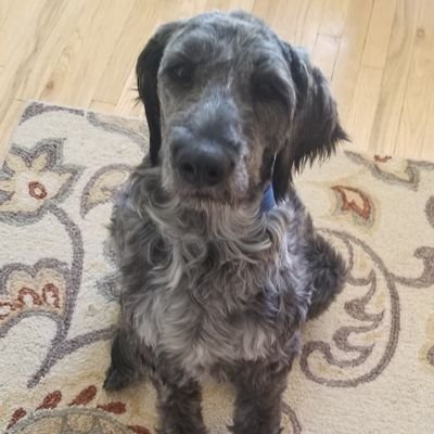 Phazzzor's profile picture. dont come here please