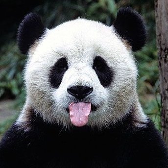 pandaspeaks2's profile picture. Lazy yet passionate, believer yet open minded. Speak my mind, you might need Burnol!