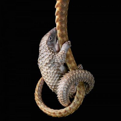 WilkoWillame's profile picture. Just a normal game developer