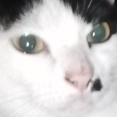 yPauliNN's profile picture. 