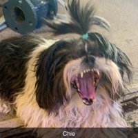 Ominous cholo (@yardsean) 's Twitter Profile