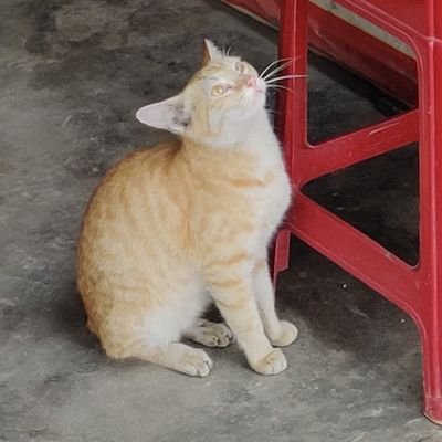 tweets from a curious 🐈 not to be taken seriously primates!