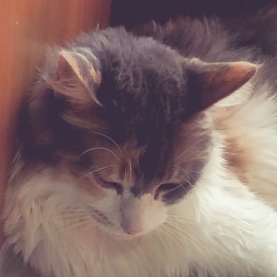 マサヒデ Pa Twitter 中古データ これ売った人 Bw 2 5世代で引退したんだな こんなグラードン配布してたとかはじめて知ったわ カイオーガも在 ノブナガレックウザもいるし しかも俺氏の欲しかった ドリボアルセウス いたぜ Http T Co 9r4qmvnnz5