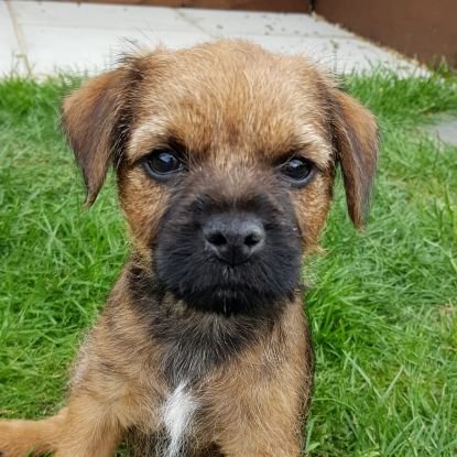 Just starting out on a new adventure with my new family. I'll be trying not to cause to much trouble but, being a border terrier I can't guarantee it! 😇