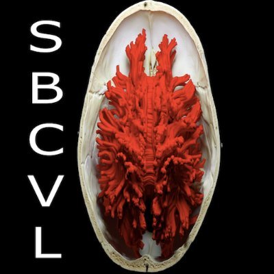 Skull Base & CV Lab Profile